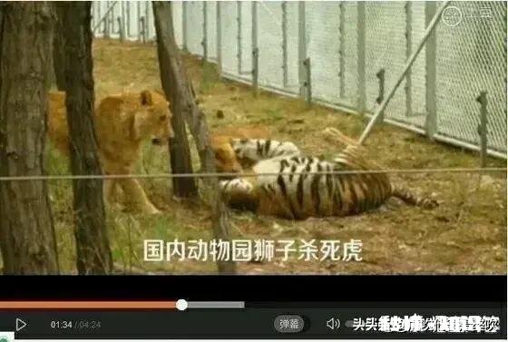 把一个足够大的老虎族群引入非洲,它们能在那里繁洐生息吗