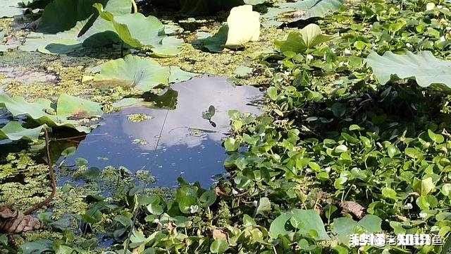 浑水池塘怎么钓鱼