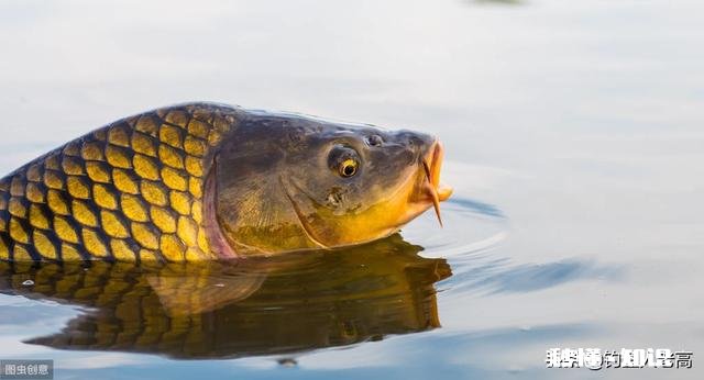 浑水池塘怎么钓鱼