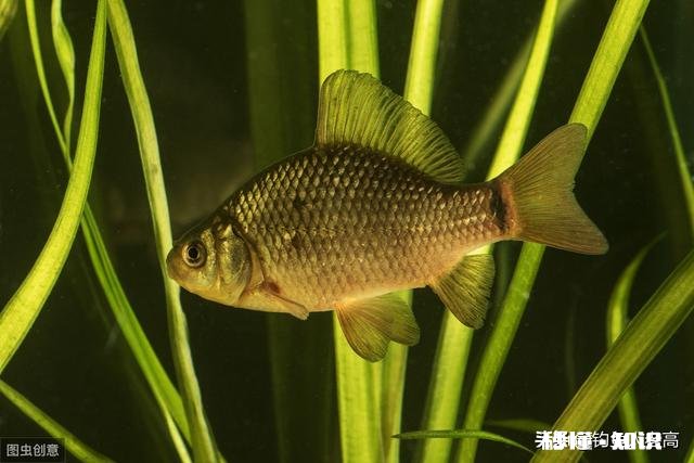 浑水池塘怎么钓鱼