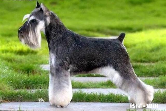 纯种雪纳瑞的耳朵应该是立耳还是塌耳的