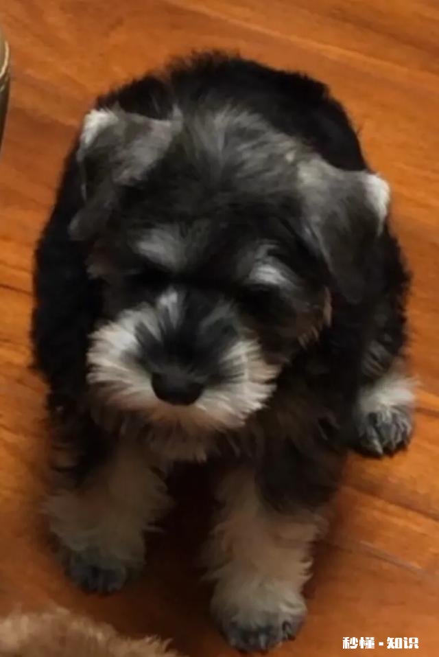 纯种雪纳瑞的耳朵应该是立耳还是塌耳的