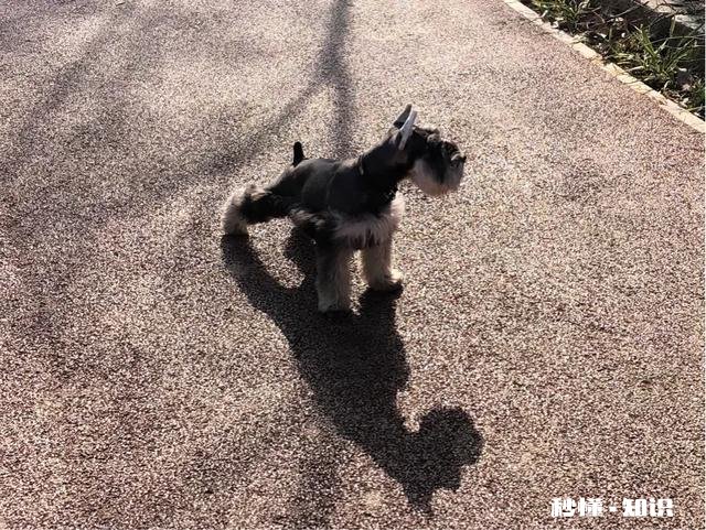 纯种雪纳瑞的耳朵应该是立耳还是塌耳的