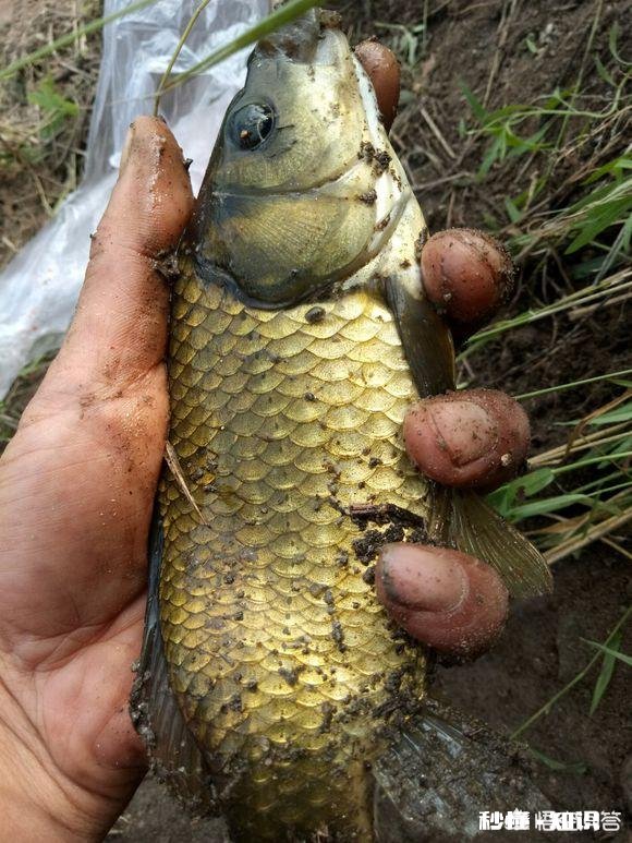 野钓为啥有的地方的鲫鱼吃蚯蚓不吃商品饵