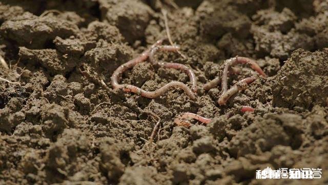 野钓为啥有的地方的鲫鱼吃蚯蚓不吃商品饵