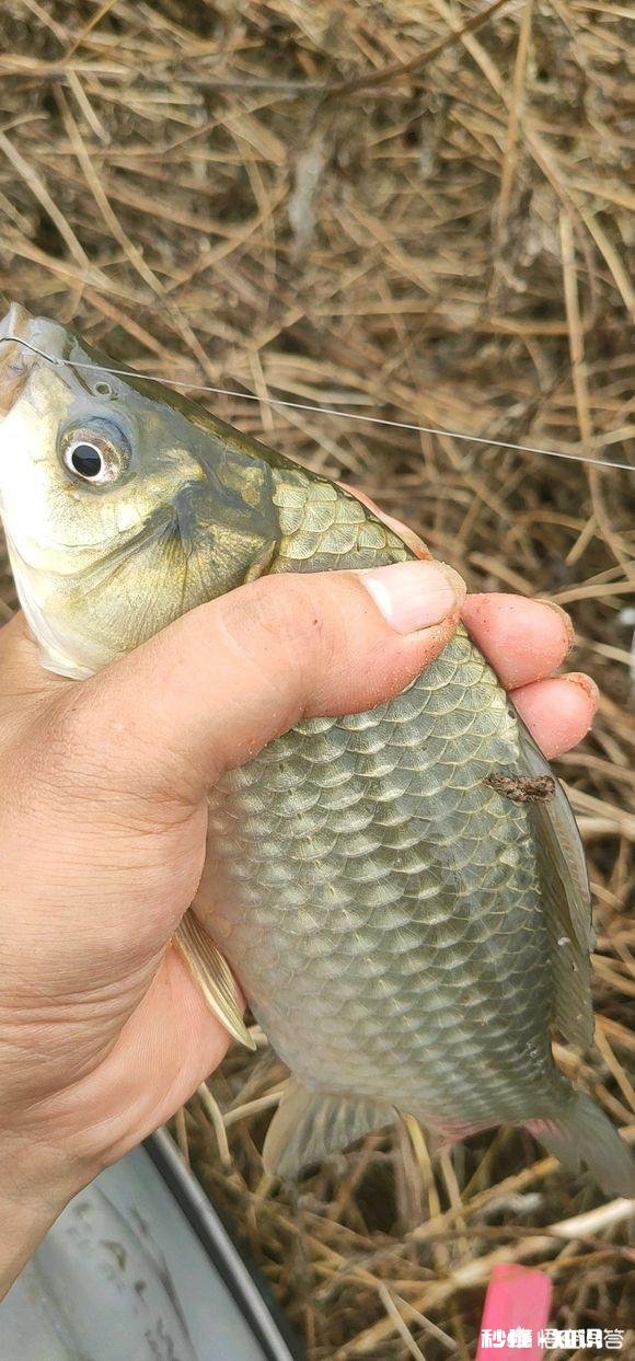 野钓为啥有的地方的鲫鱼吃蚯蚓不吃商品饵