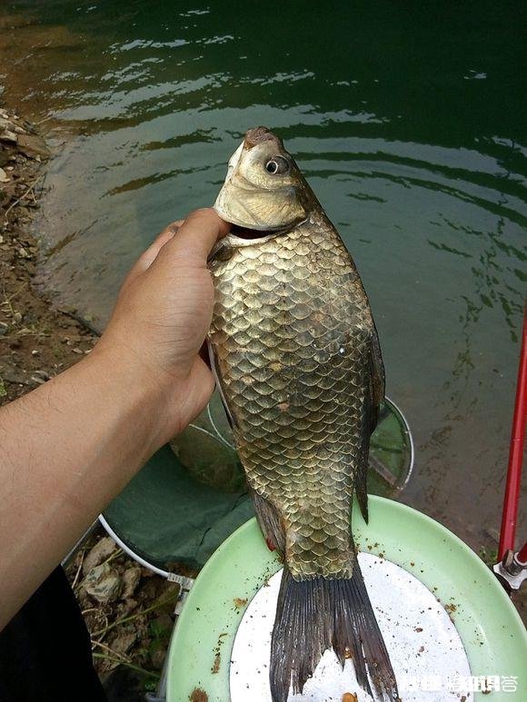 野钓为啥有的地方的鲫鱼吃蚯蚓不吃商品饵