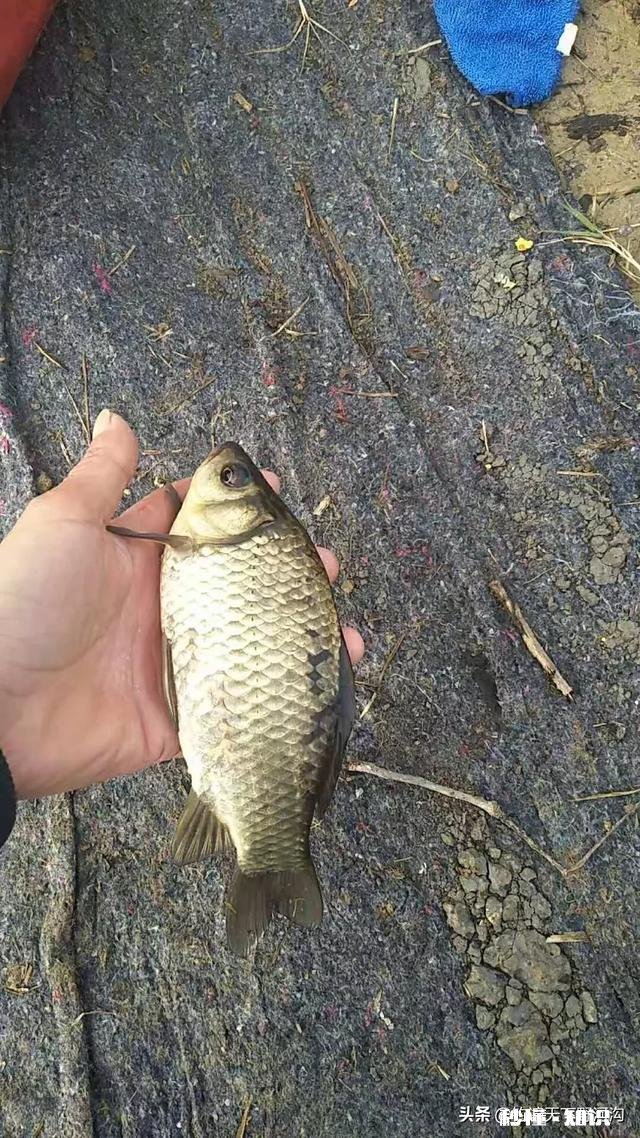 野钓为啥有的地方的鲫鱼吃蚯蚓不吃商品饵