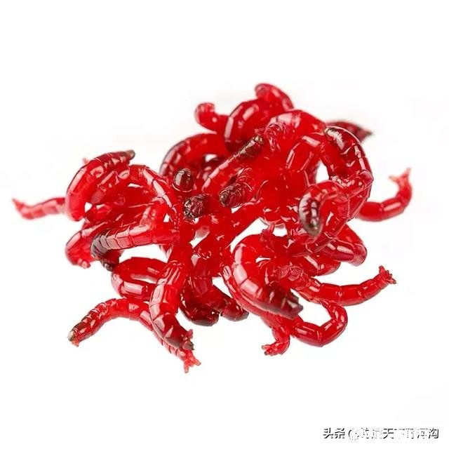 野钓为啥有的地方的鲫鱼吃蚯蚓不吃商品饵
