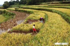 大家如何看待农村光棍现象