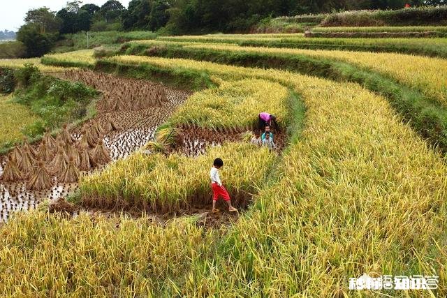 大家如何看待农村光棍现象