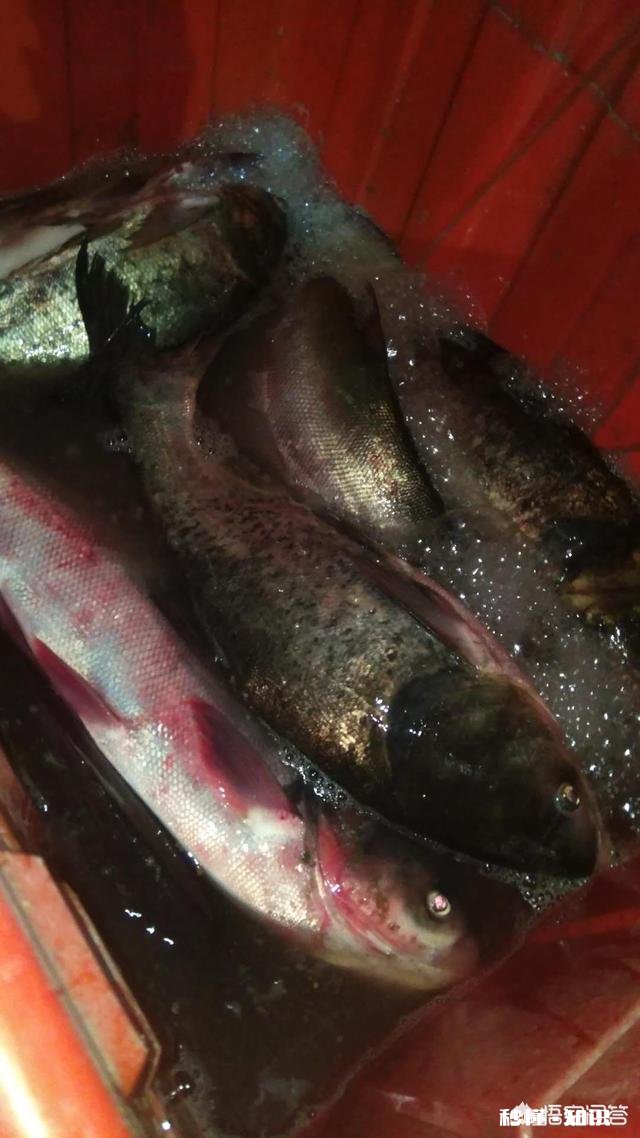 青鱼、草鱼、鲢鳙鱼在什么水层及吃什么饵料为主