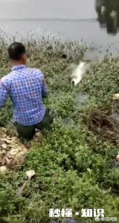 青鱼、草鱼、鲢鳙鱼在什么水层及吃什么饵料为主