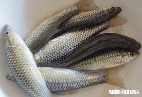 在小杂鱼闹钩非常严重的情况下，怎么做才能有效避开小杂鱼