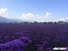 八月初去云南穿什么合适