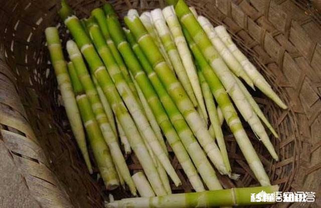 碱泡竹笋可以使竹笋变白吗