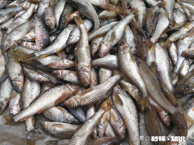 在东北养殖冷水鱼怎么样