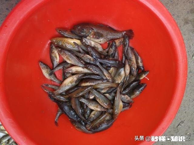 在东北养殖冷水鱼怎么样