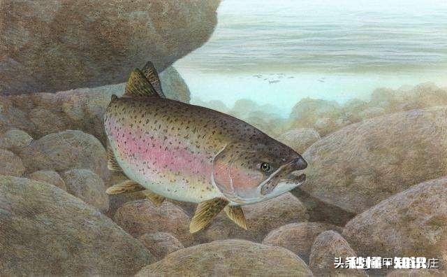 在东北养殖冷水鱼怎么样