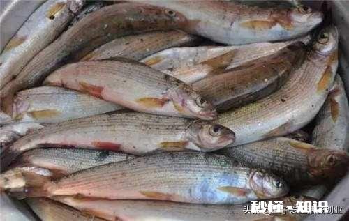 在东北养殖冷水鱼怎么样