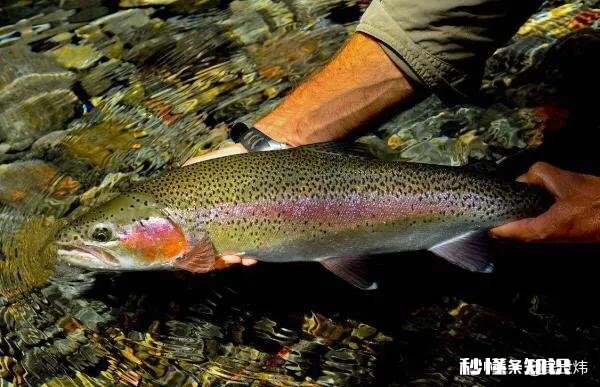 在东北养殖冷水鱼怎么样