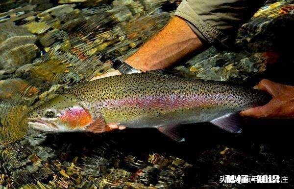 在东北养殖冷水鱼怎么样