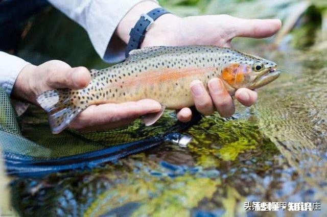 在东北养殖冷水鱼怎么样