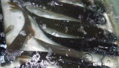 在东北养殖冷水鱼怎么样