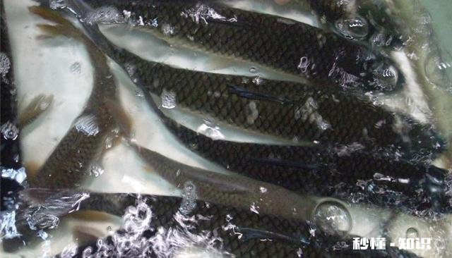 在东北养殖冷水鱼怎么样