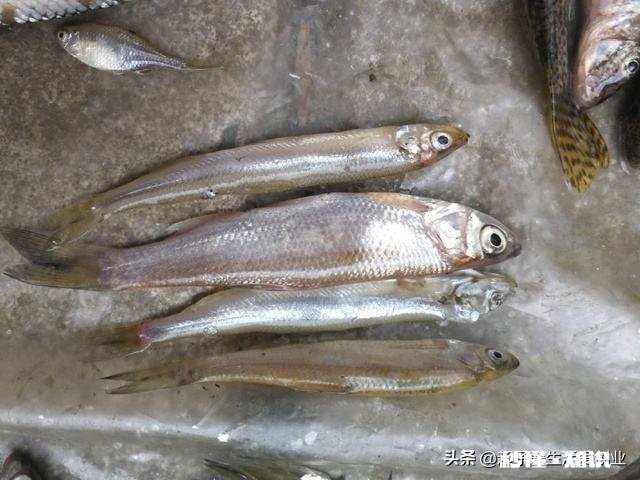 在东北养殖冷水鱼怎么样