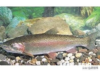 在东北养殖冷水鱼怎么样