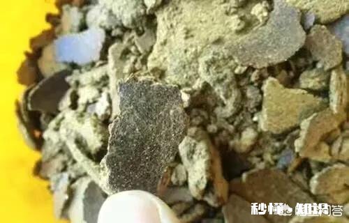 菜籽饼怎么做鲢鳙饵料