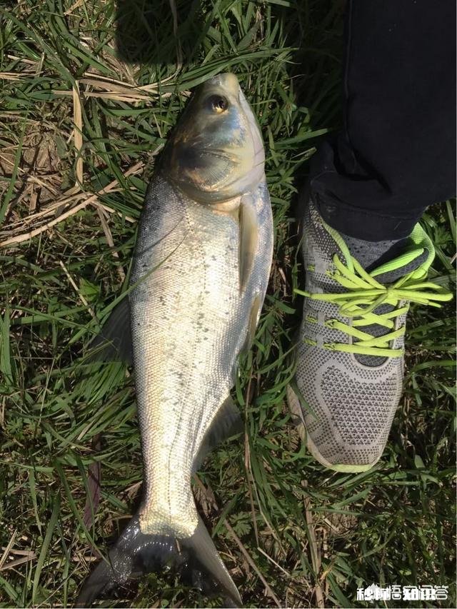 菜籽饼怎么做鲢鳙饵料
