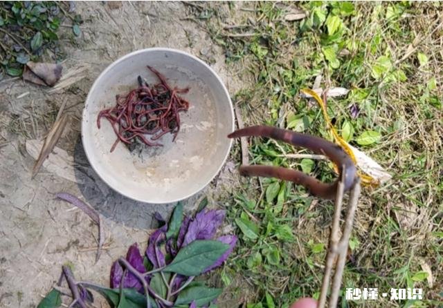 蚯蚓能钓草鱼吗
