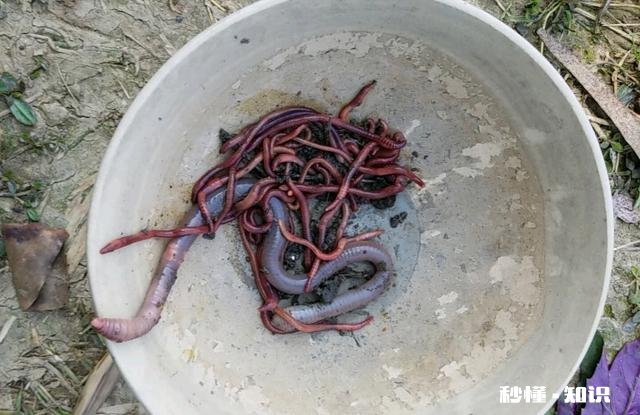 蚯蚓能钓草鱼吗