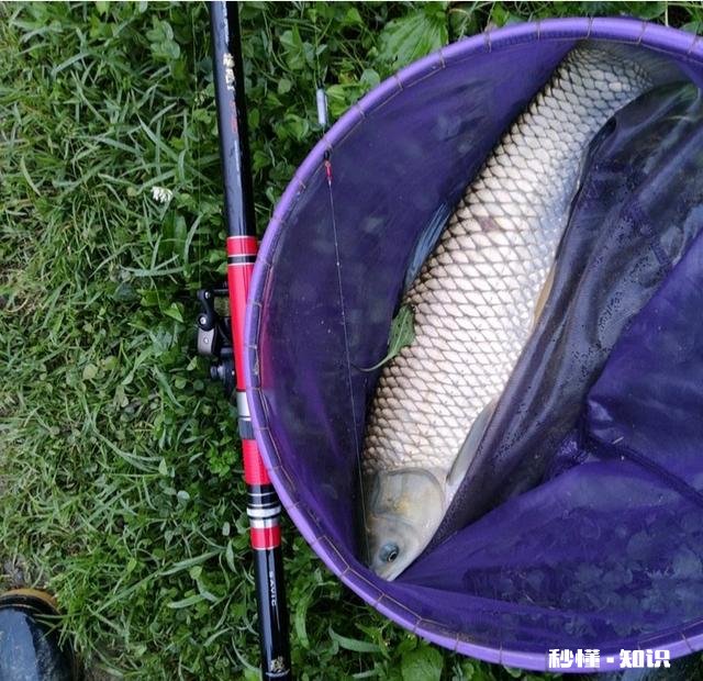 蚯蚓能钓草鱼吗