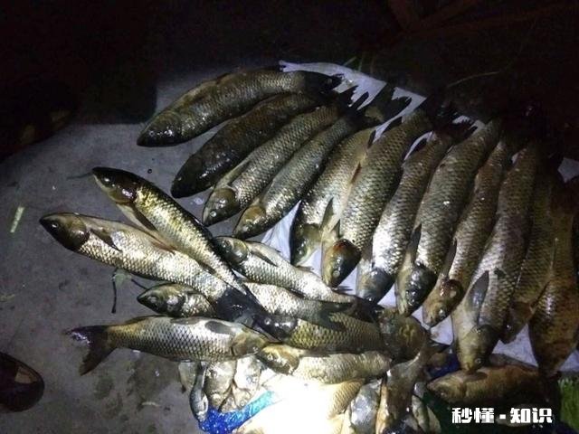 蚯蚓能钓草鱼吗