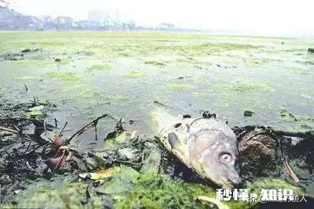 在水库钓鱼是否会造成污染