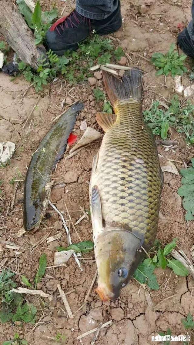 怎么打窝才能钓到鲤鱼