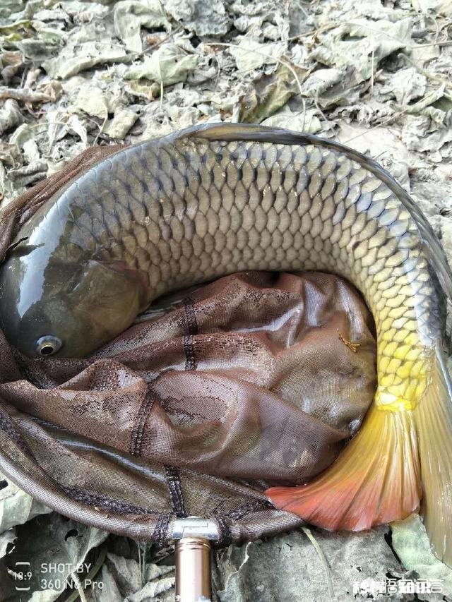 怎么打窝才能钓到鲤鱼