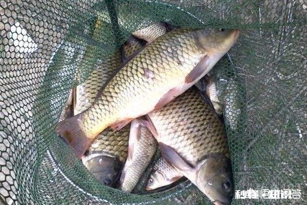 怎么打窝才能钓到鲤鱼