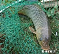 怎么打窝才能钓到鲤鱼