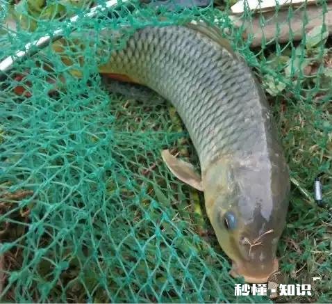 怎么打窝才能钓到鲤鱼