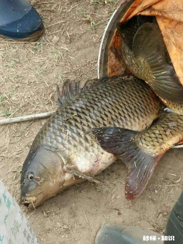 怎么打窝才能钓到鲤鱼