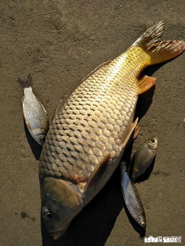 怎么打窝才能钓到鲤鱼