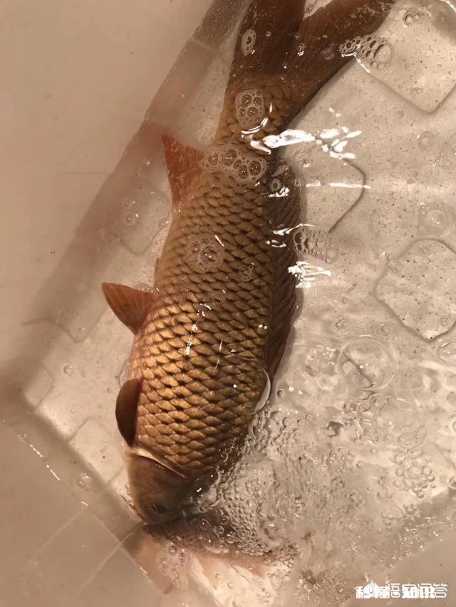 怎么打窝才能钓到鲤鱼