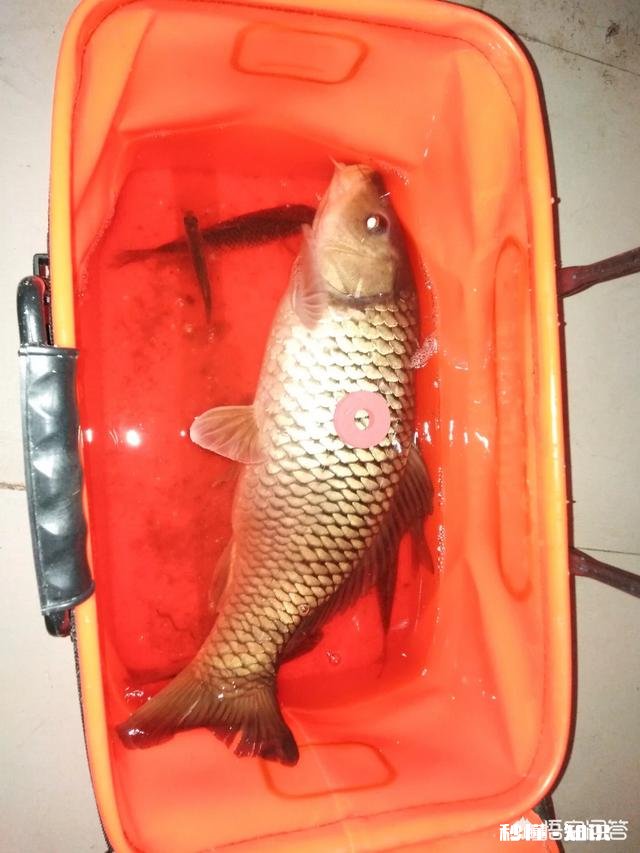 怎么打窝才能钓到鲤鱼