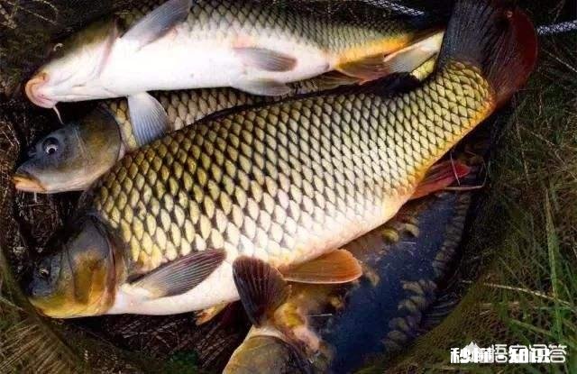 怎么打窝才能钓到鲤鱼
