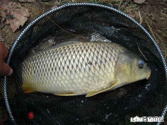 怎么打窝才能钓到鲤鱼