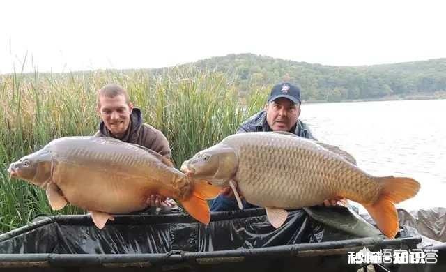 怎么打窝才能钓到鲤鱼